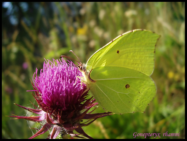 Gonepteryx rhamni